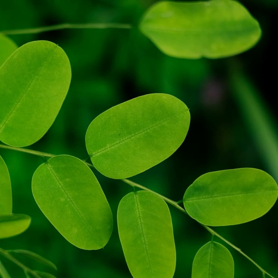 Moringa Leaf Powder
